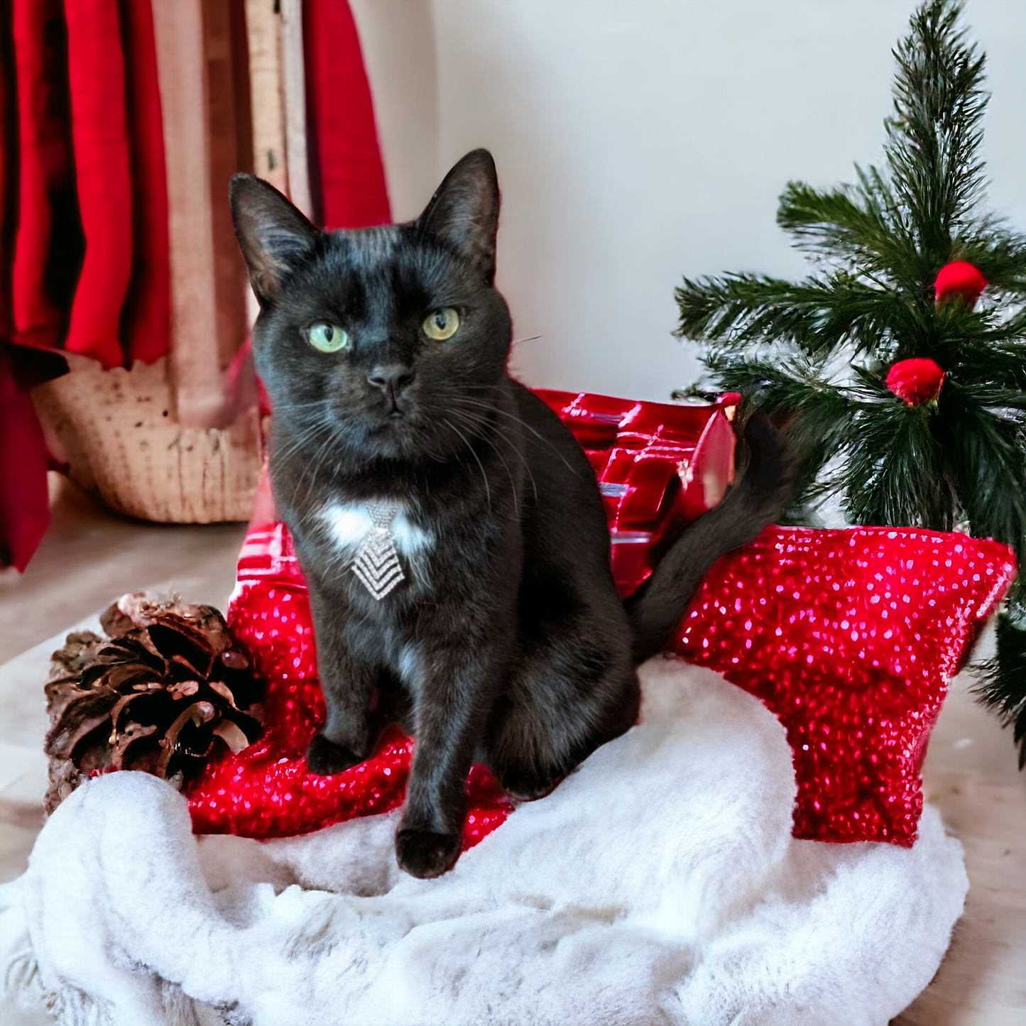 Perrfect rhinestine pet collar